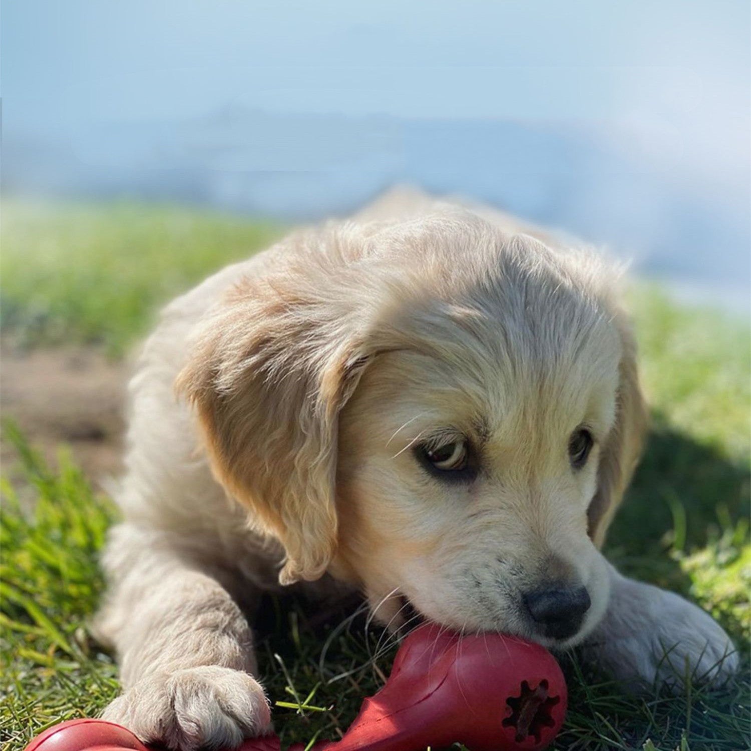 Bite Resistant Rubber Pet Chew Toy For Grinding