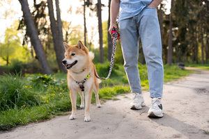 Pet Leashes For Safe Outdoor Walks