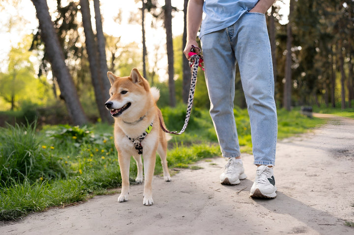 Pet Leashes For Safe Outdoor Walks