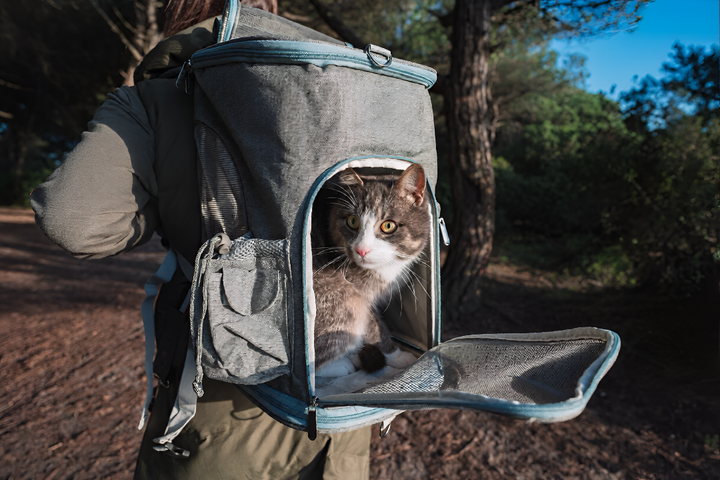 Perfect Pet Carrier For Every Adventure