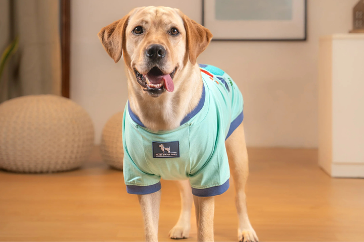 Stylish Pet Clothes For Comfort wear